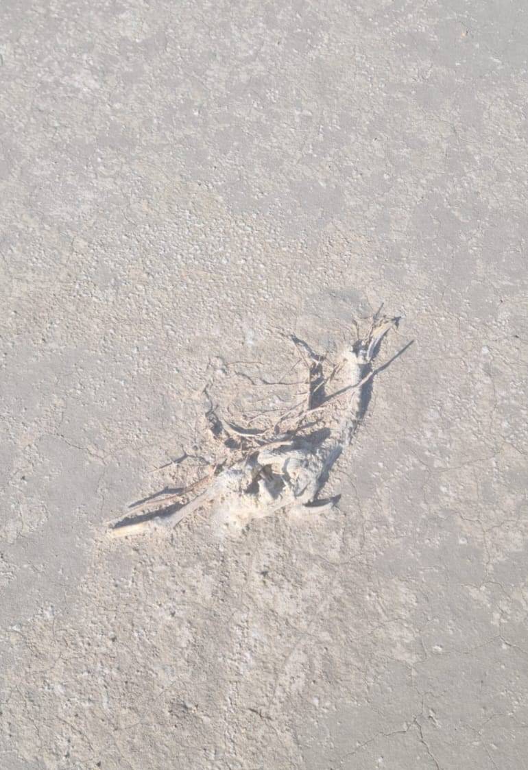 Konya’nın flamingo cennetinden acı haber 5